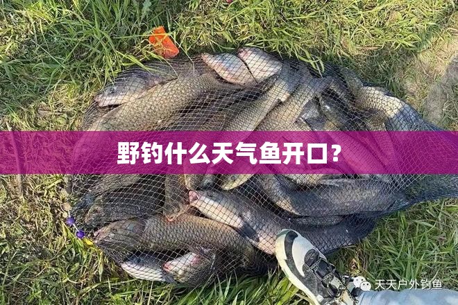 野钓什么天气鱼开口？