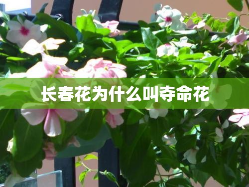 长春花为什么叫夺命花