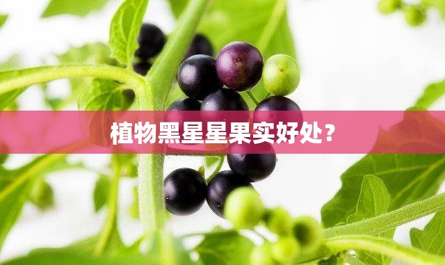植物黑星星果实好处？