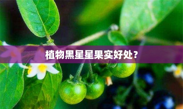 植物黑星星果实好处？