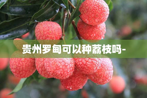 贵州罗甸可以种荔枝吗-